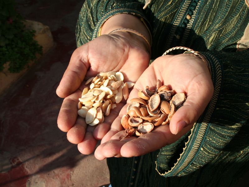 Des femmes de la coopérative récoltent les fruits de l’arganier à Essaouira